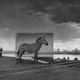 ‘Road to Factory With Zebra’